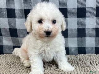 Bichon Frise dogs Bernie - Ad 11
