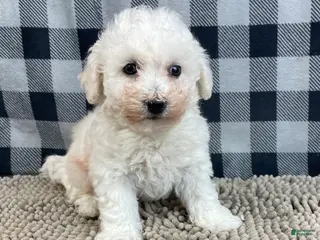 Bichon Frise dogs Bernie - Ad 3