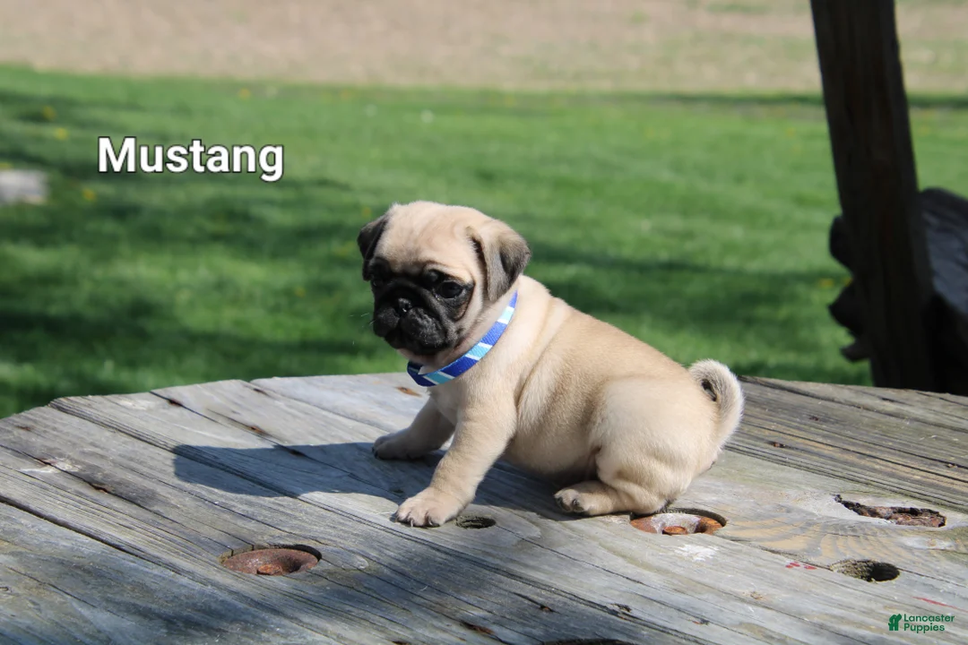 Pug dogs for sale: Mustang - Ad 1