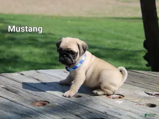 Pug dogs Mustang - Ad 10