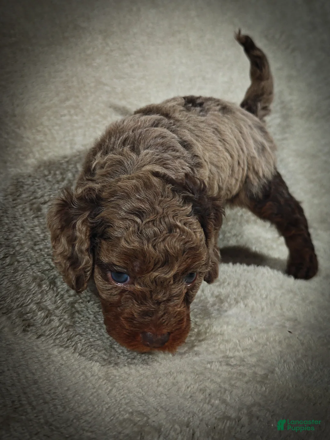 Cavapoo dogs for sale: Hunter (Micro Cavapoo) - Ad 2