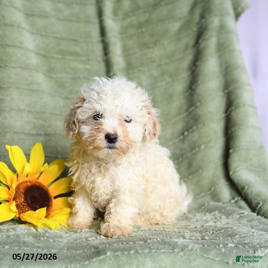 Toy Poodle dogs Kay  - Ad 1