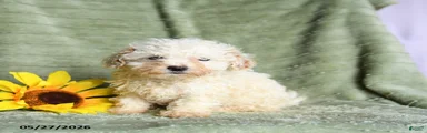 Kay 