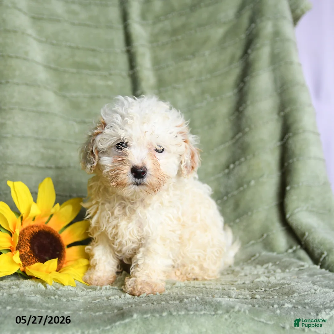 Toy Poodle dogs for sale: Kay  - Ad 1
