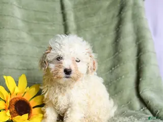 Toy Poodle dogs for sale: Kay - Ad 1