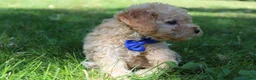 Mini Goldendoodle dogs for sale: Dusty 💎 - Ad 3