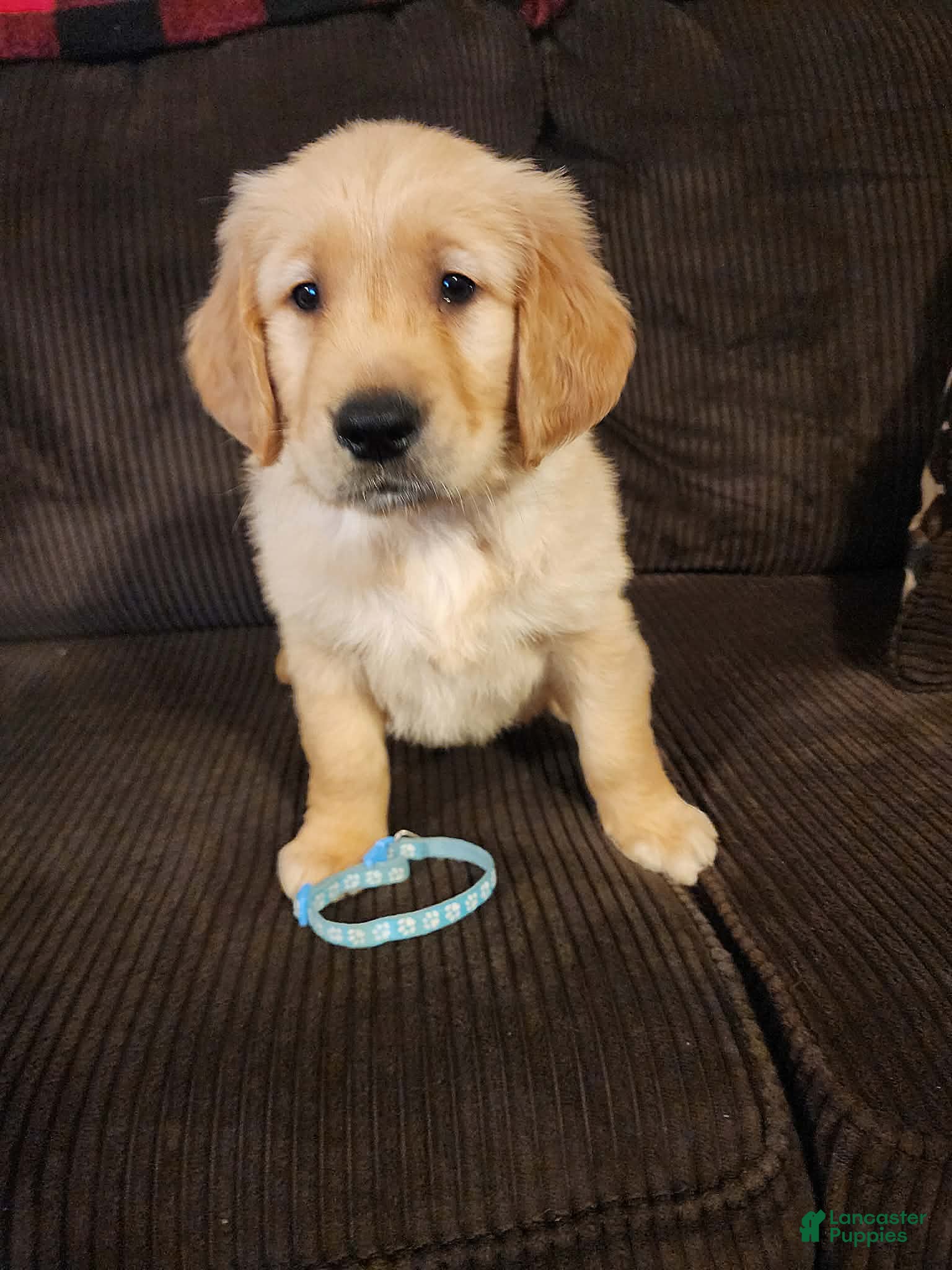 Golden Retriever dogs Cooper - Ad 13