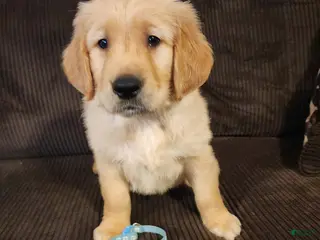 Golden Retriever dogs Cooper - Ad 13