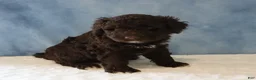 Portuguese Water Dog dogs for sale: Sean - Ad 2
