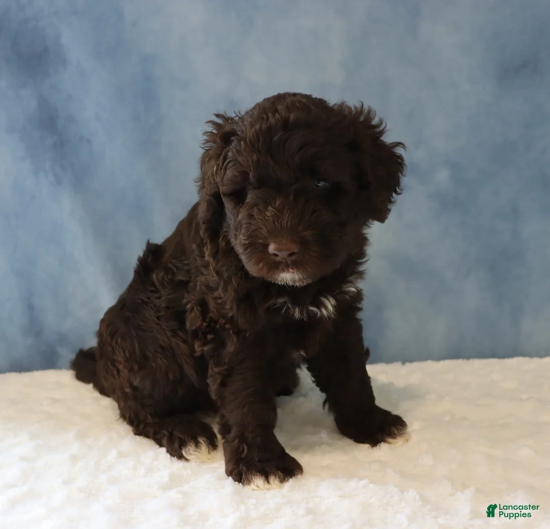 Portuguese Water Dog dogs for sale: Sean - Ad 2