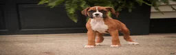 Boxer dogs for sale: Tara - Ad 3