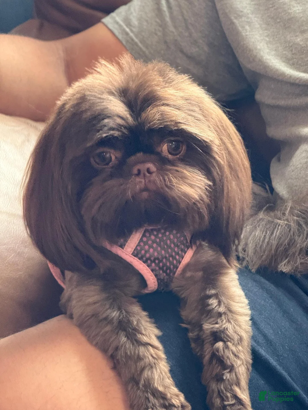 Shih Tzu dogs for sale: Prince Marshmallow  - Ad 3