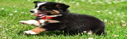 Miniature Australian Shepherd dogs for sale: Archer - Ad 6