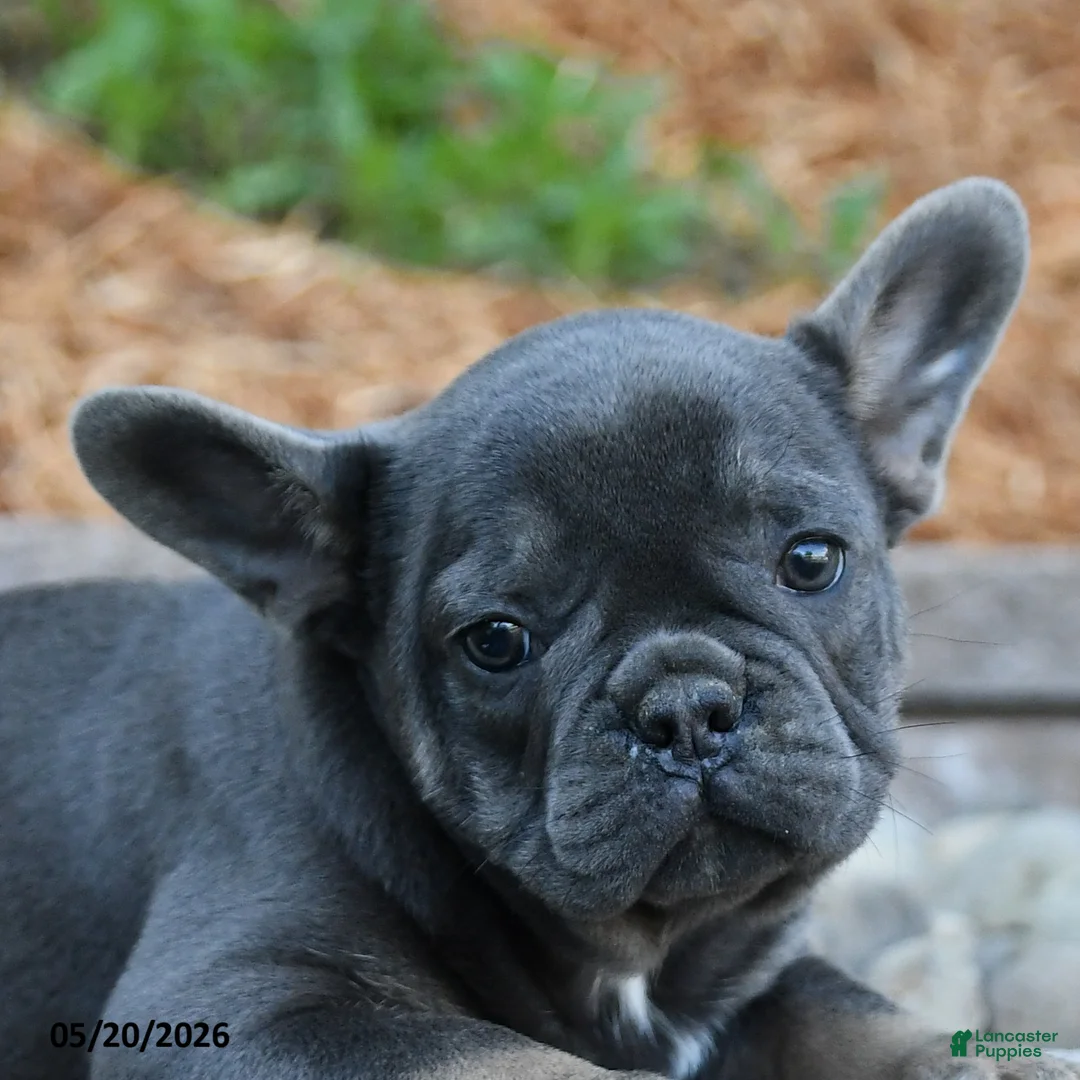 French Bulldog dogs for sale: Felix - Ad 3