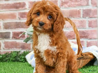 Cavapoo dogs Baxter - Ad 36