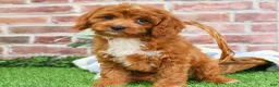 Cavapoo dogs for sale: Baxter - Ad 1