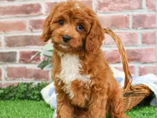 Cavapoo dogs Baxter - Ad 10