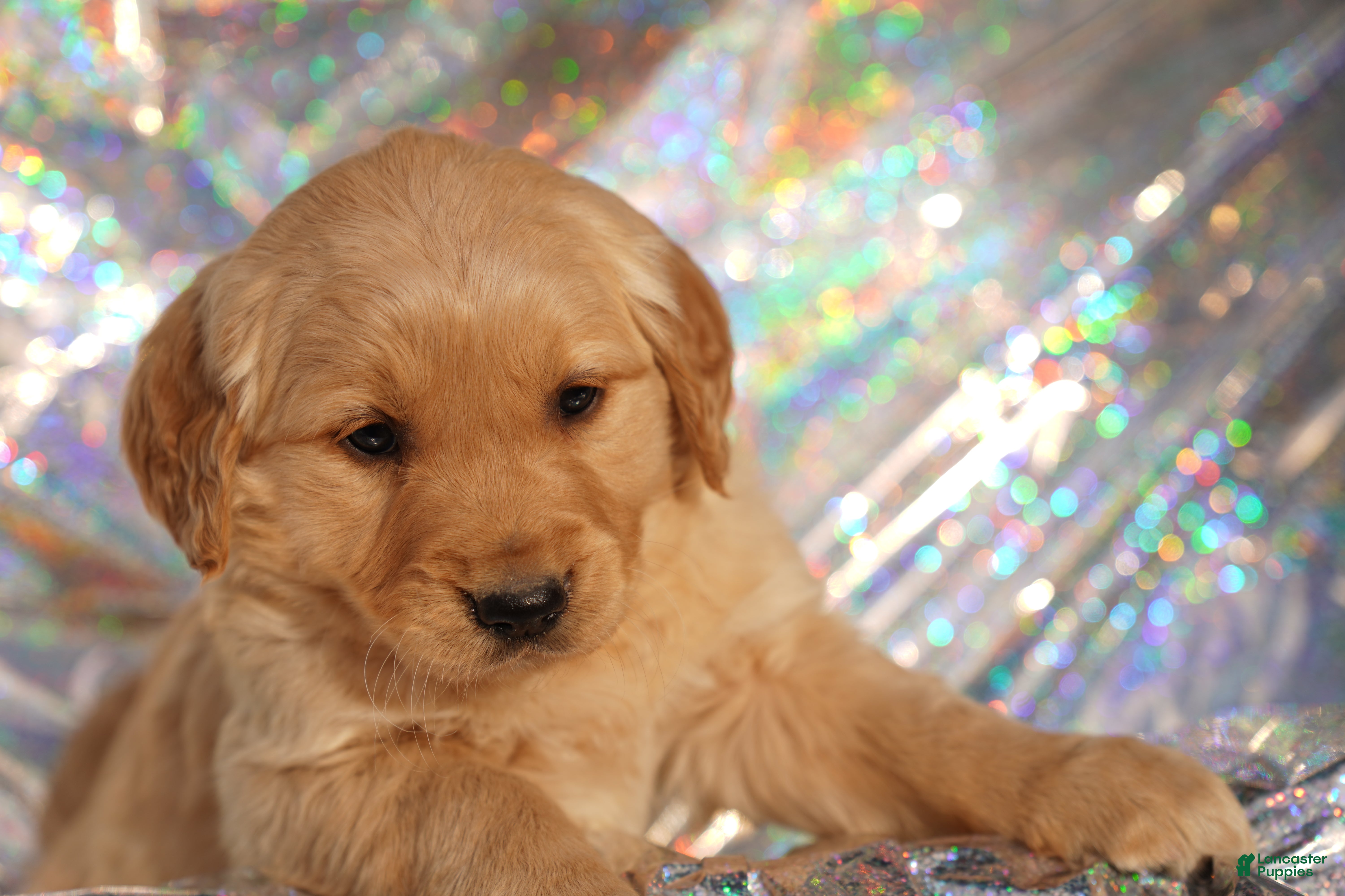 Golden Retriever dogs Liv - AKC, Genetically Clear - Ad 12