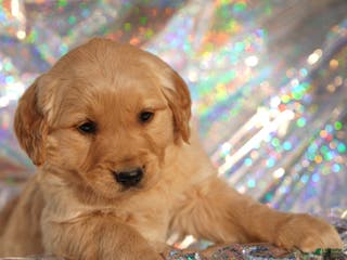 Golden Retriever dogs Liv - AKC, Genetically Clear - Ad 12