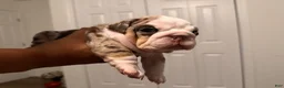 English Bulldog dogs for sale: Female Merle Chocolate Tri - Ad 5