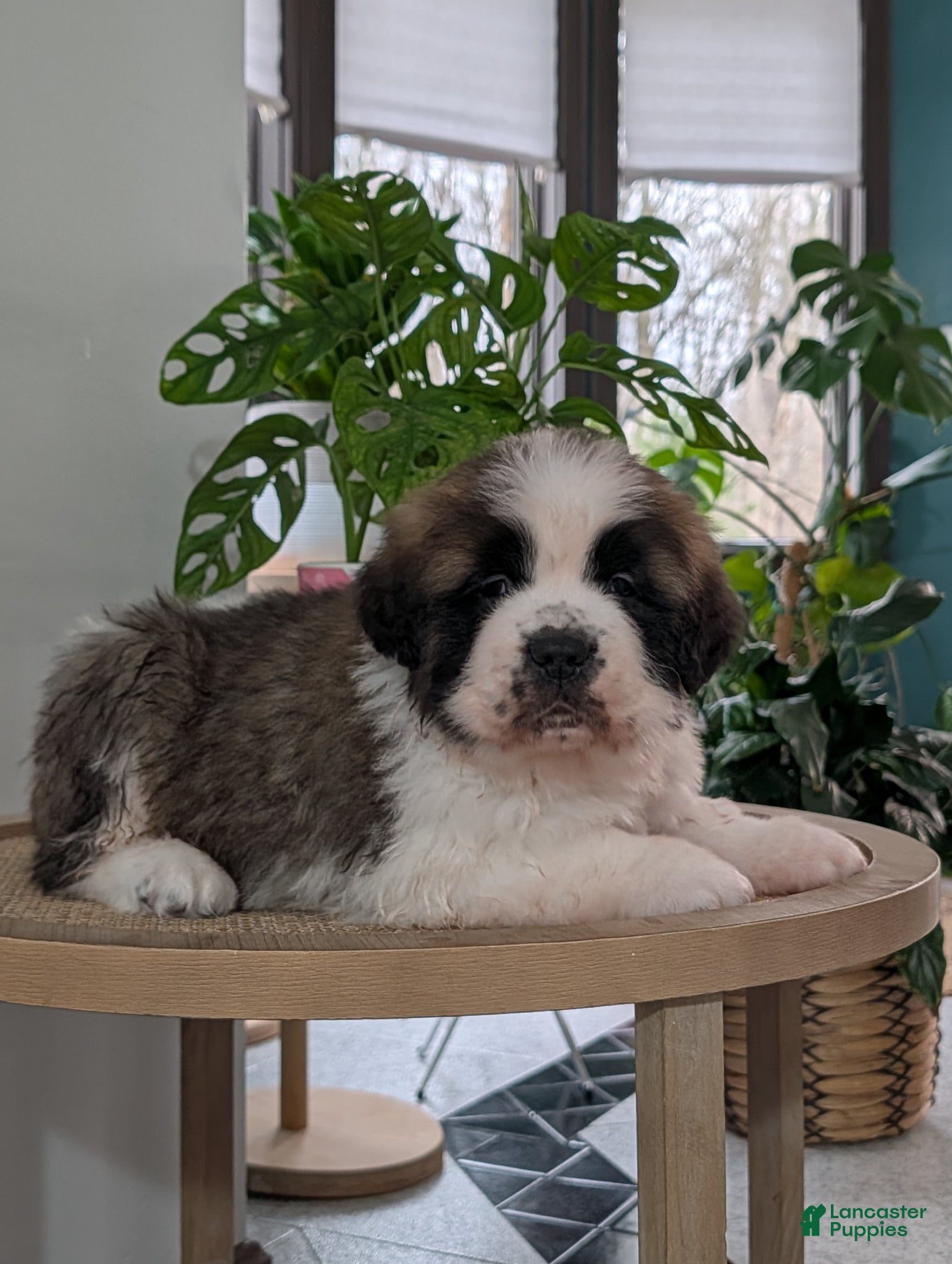 Saint Bernard dogs Buddy - Ad 2