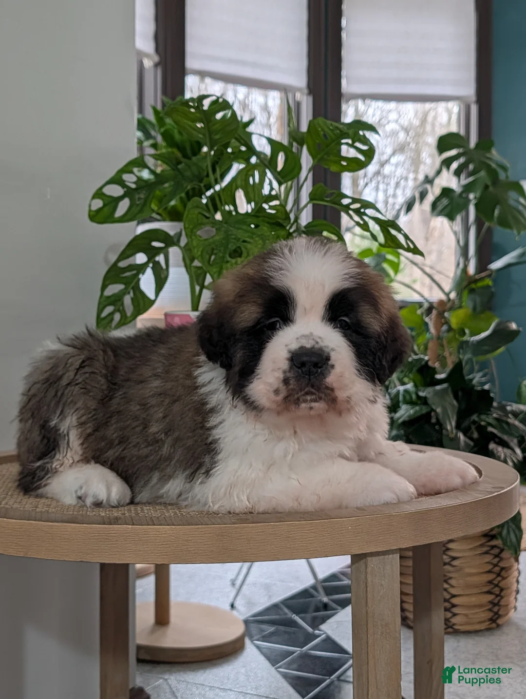 Saint Bernard dogs for sale: Buddy - Ad 2