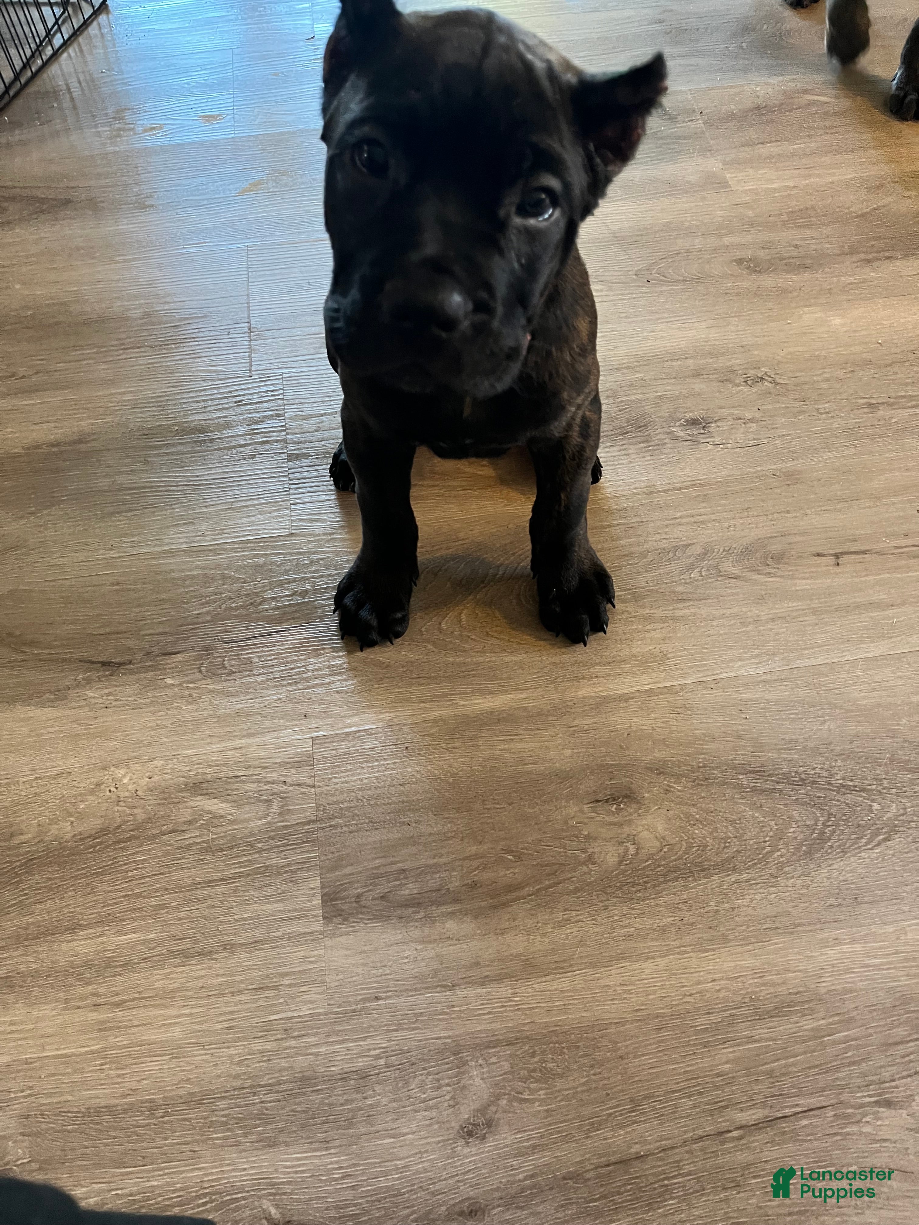 Cane Corso dogs Cane Corso 2 - Ad 2