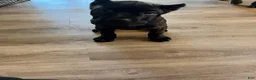 Cane Corso dogs for sale: Cane Corso 2 - Ad 2