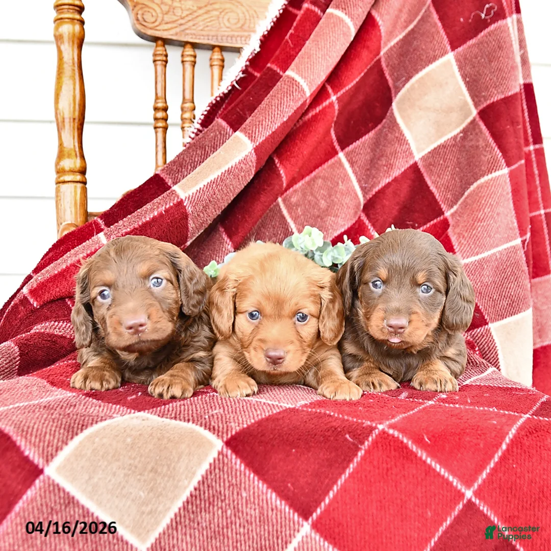 Miniature Dachshund dogs for sale: Kyla - Ad 5