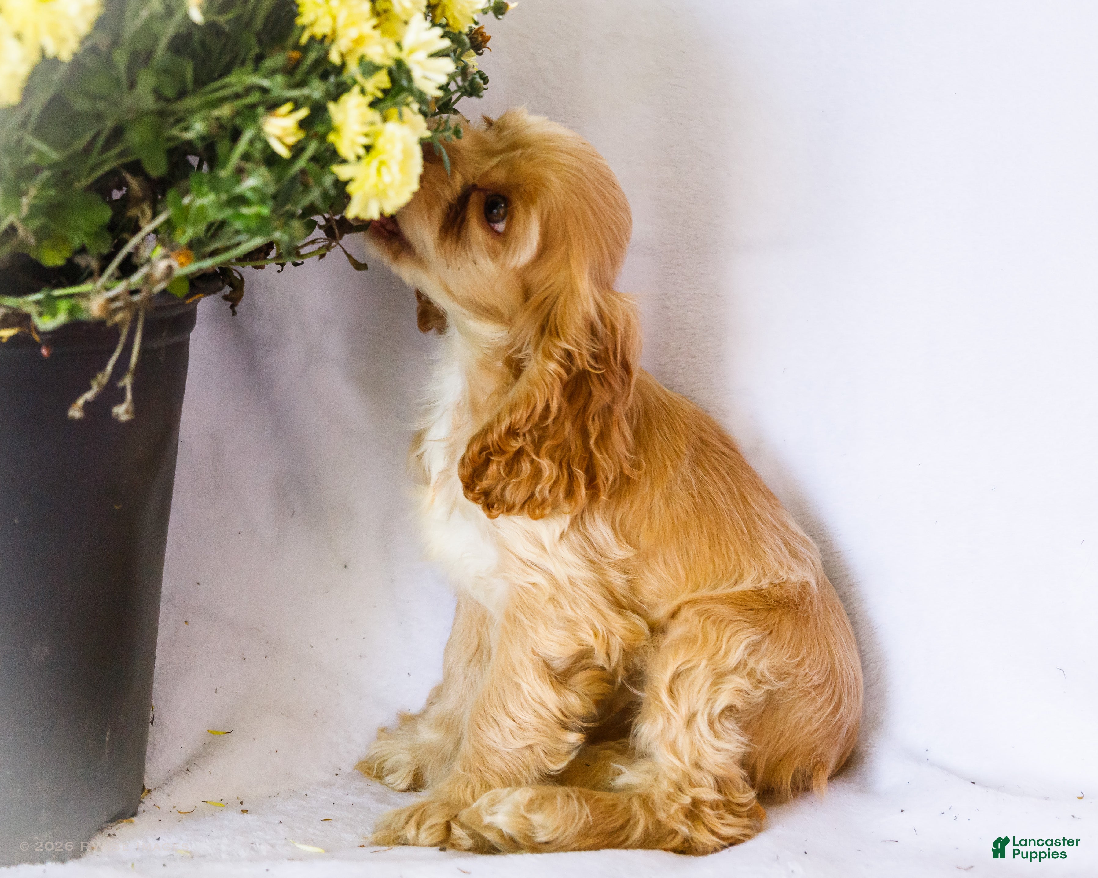 Cocker Spaniel dogs Daisy - Ad 2