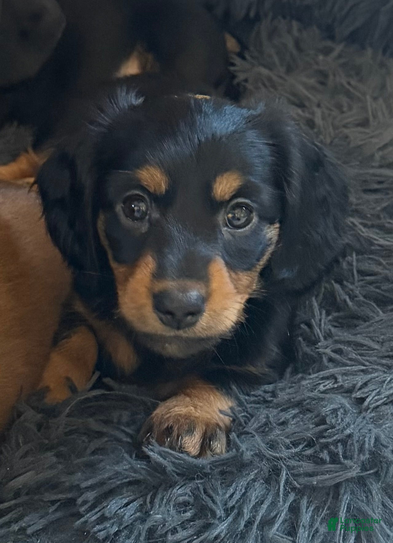 Dachshund dogs Lainey - Ad 1