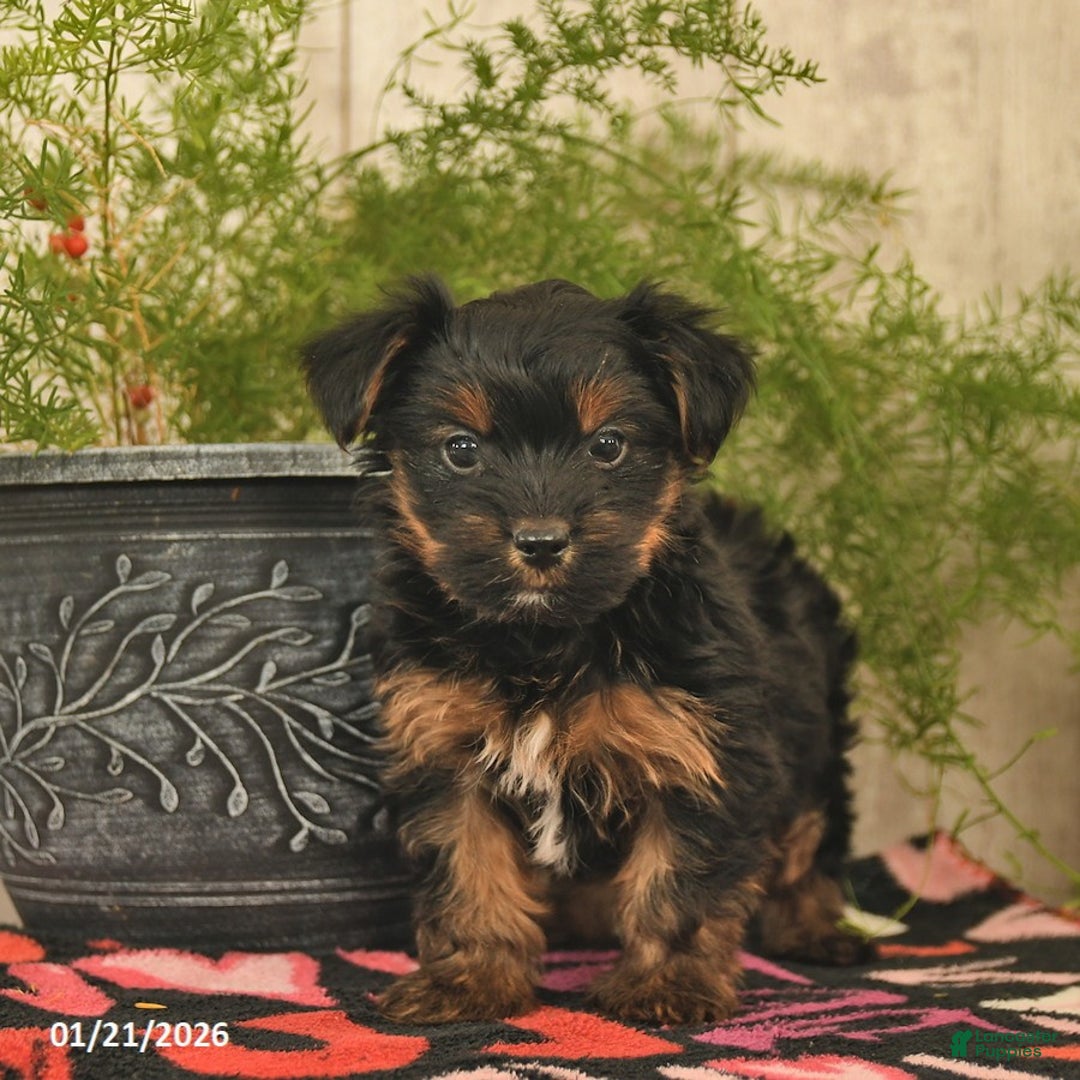 Yorkshire Terrier dogs for sale: Rocket  - Ad 4