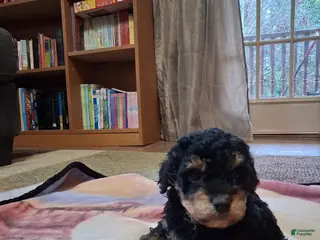 Mini Goldendoodle dogs Chief - Ad 1