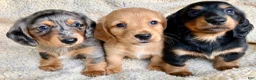 Miniature Dachshund dogs for sale: CHEESE CHEESE AND MORE CHEESE - Ad 14