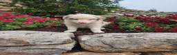Border Collie dogs for sale: Jordan - Ad 3