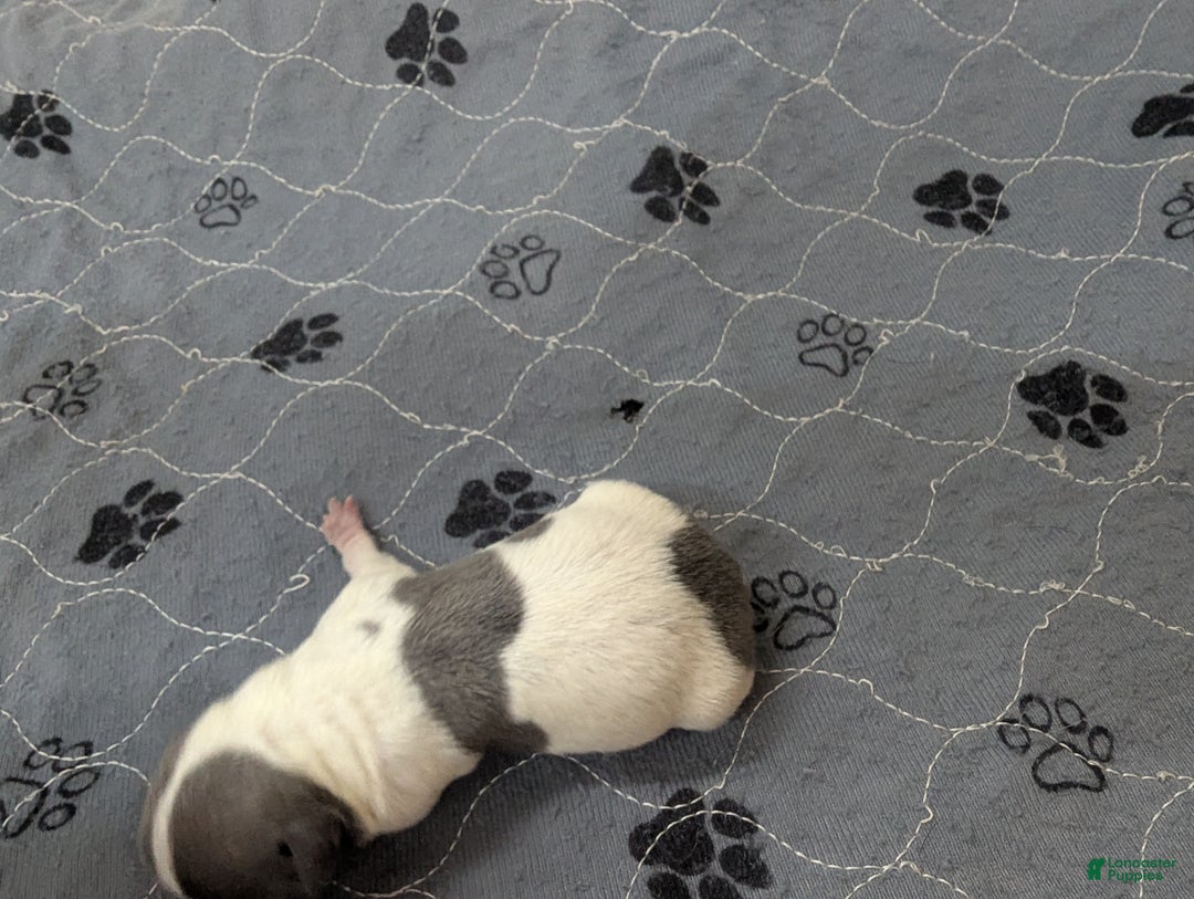 Chihuahua dogs for sale: Olivia  - Ad 3