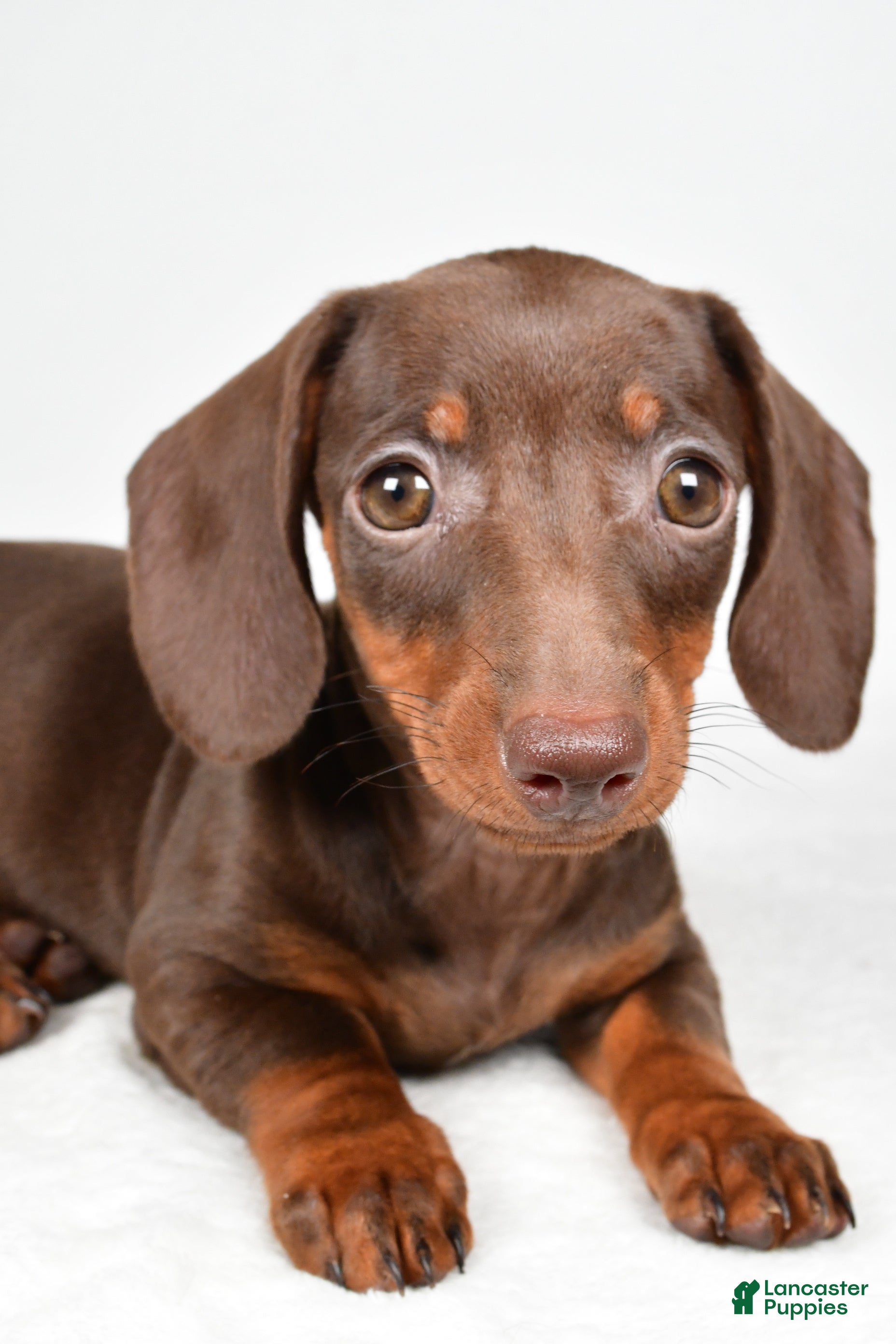 Dachshund dogs for sale: Callie - Ad 1