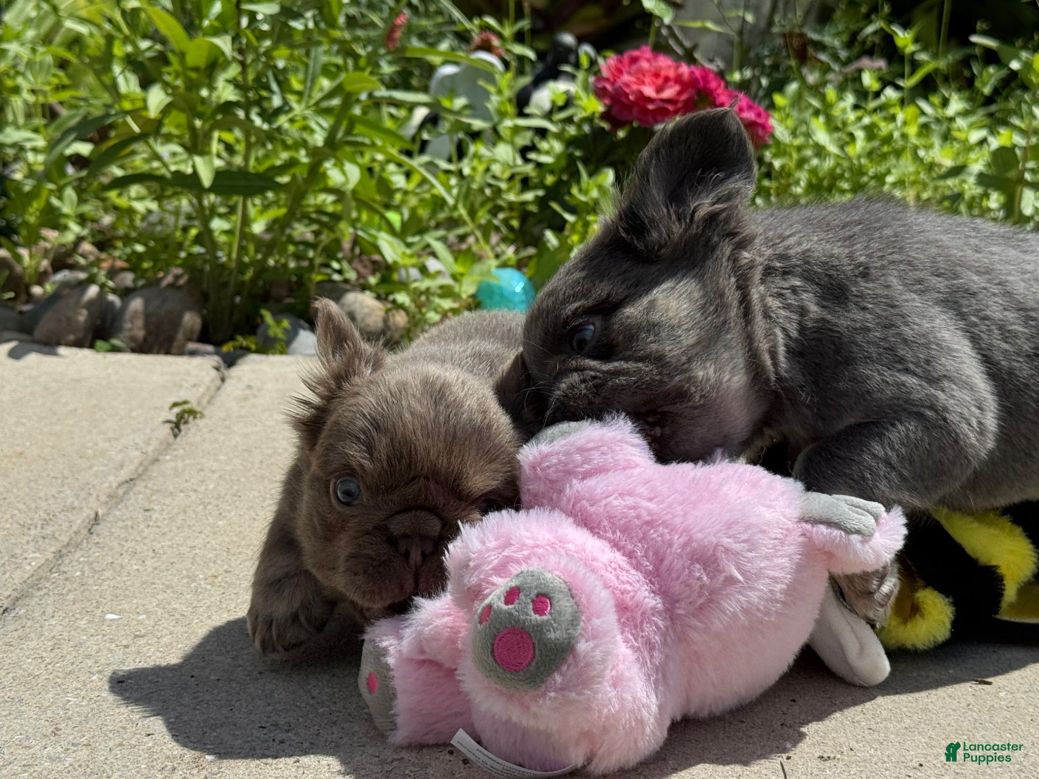 French Bulldog dogs Milkyway - Ad 2