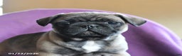 Frug dogs for sale: Tilly - Ad 2
