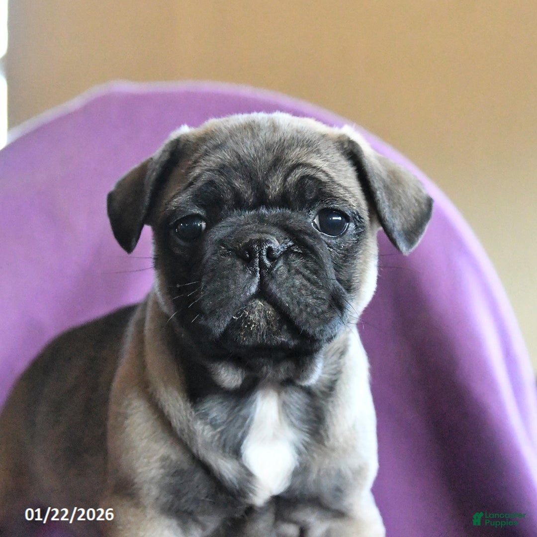 Frug dogs for sale: Tilly - Ad 2