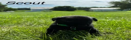Labrador Retriever dogs for sale: scout - Ad 6