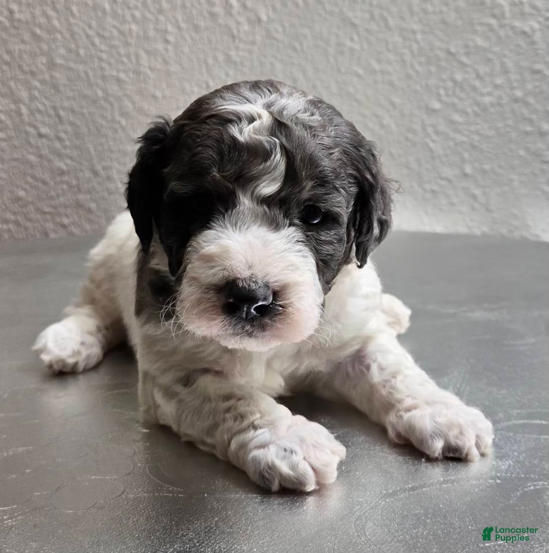 Mini Goldendoodle dogs Smokey - Ad 37