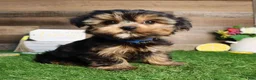 Yorkshire Terrier dogs for sale: Yorkshire Terrier Puppy 2 - Ad 2