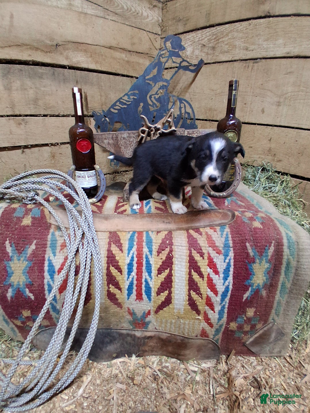 Border Collie dogs for sale: Border Collie Puppy 2 - Ad 2