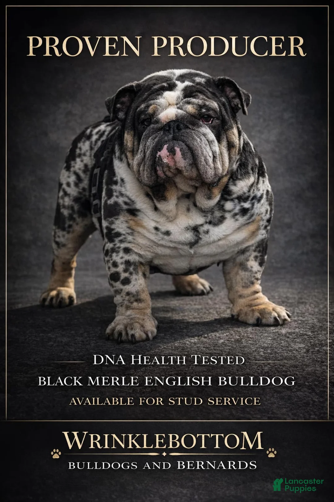 English Bulldog dogs for stud: Monty  - Ad 2