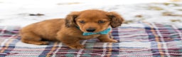 Miniature Dachshund dogs for sale: Leo - Ad 3