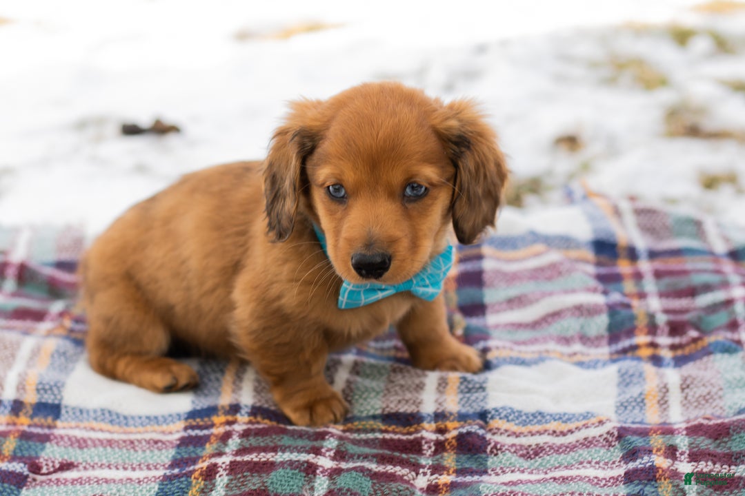 Miniature Dachshund dogs for sale: Leo - Ad 3