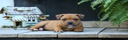 Staffordshire Bull Terrier dogs for sale: Marley 🌸🐾 - Ad 15