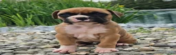 Boxer dogs for sale: Boxer 3 - Ad 2