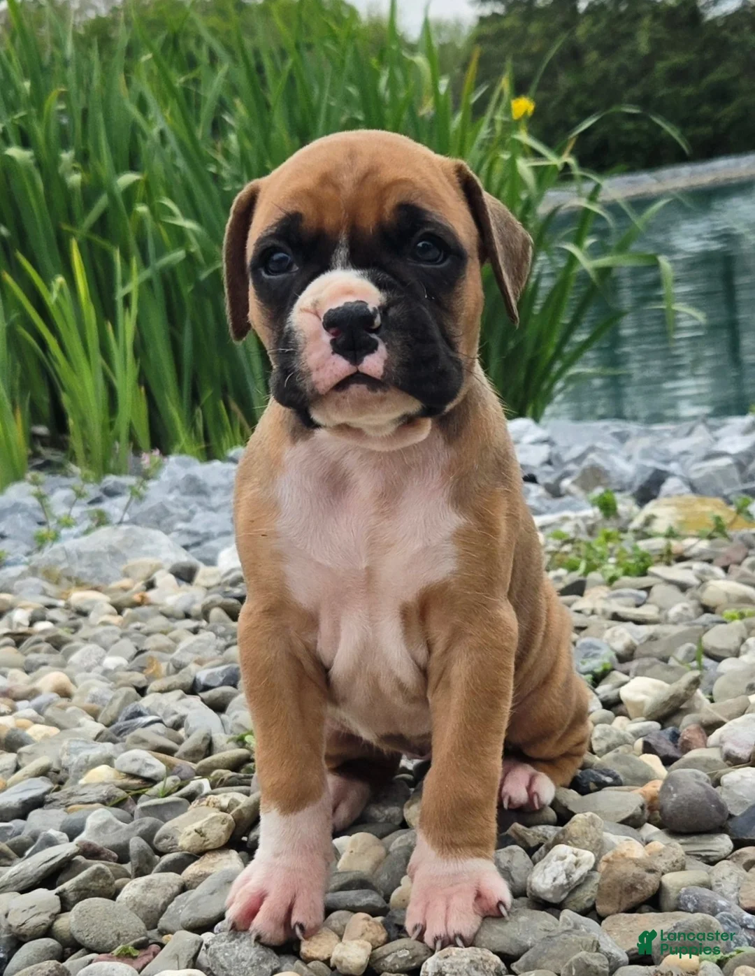 Boxer dogs for sale: Boxer 3 - Ad 2